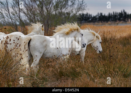 Camargue-Pferde im Feld, Südfrankreich Stockfoto