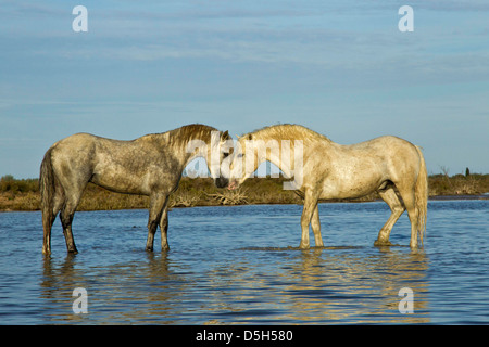 Camargue-Pferde stehen in sumpfigen Feuchtgebieten der Camargue, Südfrankreich Stockfoto