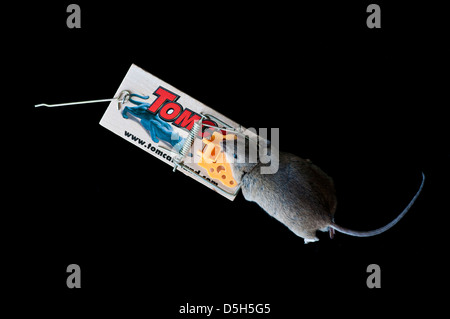 Toten Hausmaus in Mausefalle Stockfoto