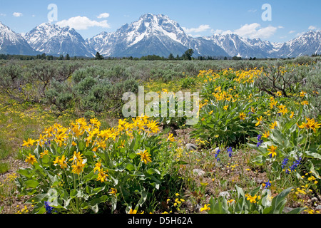 Grand Teton, Wyoming im Sommer mit Schnee auf den Bergen und Blumen blühen Stockfoto