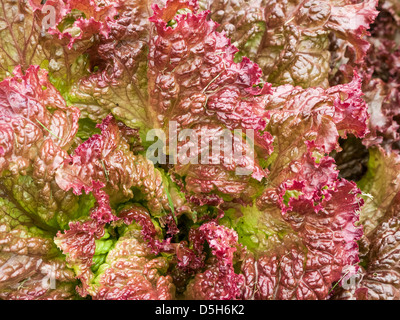 Rot und Grün krauser Lolla Rossa Salatblätter Nahaufnahme Stockfoto