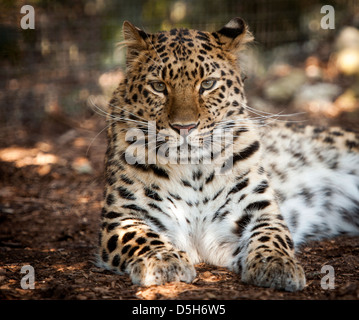 Weibliche Amur Leoparden Blick in die Kamera Stockfoto