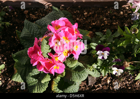 Rosa & gelbe Blumen Stockfoto