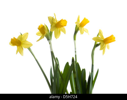 Leuchtend gelbe Narzisse, die isoliert auf weißem Hintergrund Stockfoto