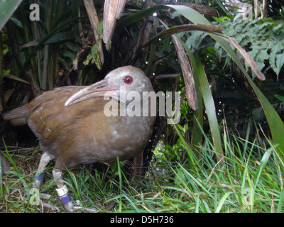 Lord-Howe-Insel Woodhen (Gallirallus Sylvestris) am Gipfel des Mt Gower, Lord-Howe-Insel, Australien Stockfoto