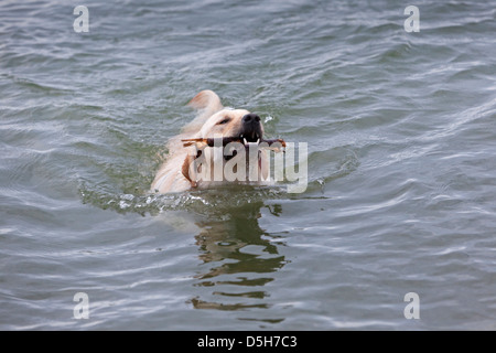 Ein gelber Labrador holt einen Stock aus den kalten Gewässern des Lake Ontario, Toronto, Ontario, Kanada Stockfoto