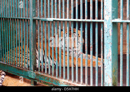 Ein Tiger in einem schrecklichen Käfig im Zoo von Trivandrum im Süden von Indien Stockfoto