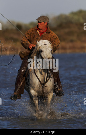 Französische Cowboy oder Vormund, Aufrundung Camargue-Pferde, Camargue-Region im Süden Frankreichs Stockfoto