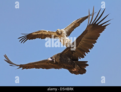 Vom Aussterben bedrohte Schmutzgeier, die in der Nähe von bedrohte cinereous Vulture mobbing Stockfoto