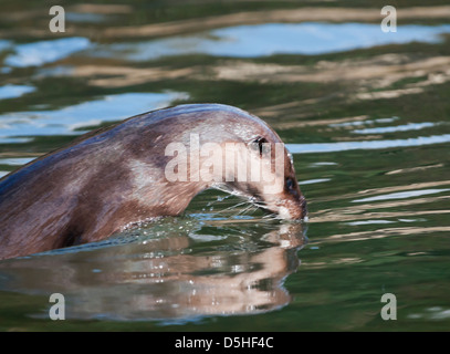 Wilde europäischer Fischotter Lutra Lutra in Norfolk Fluss schwimmen Stockfoto