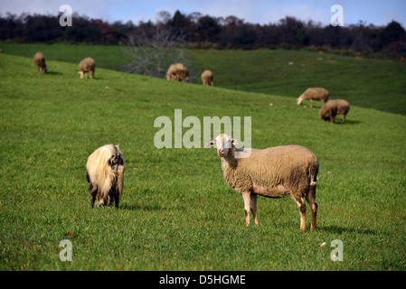 grüne Wiese und Schafe weiden Stockfoto