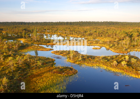 Moor-Pools im Männikjärve Moor, Naturschutzgebiet Endla, Estland Stockfoto