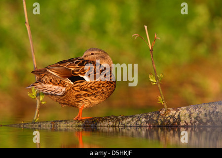 Weibliche Stockente (Anas Platyrhynchos) ist ein kleines Nickerchen. Europa Stockfoto