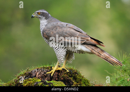 Northen Sie Habicht (Accipiter Gentilis), im Wald. Stockfoto