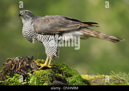 Northen Sie Habicht (Accipiter Gentilis), im Wald. Stockfoto