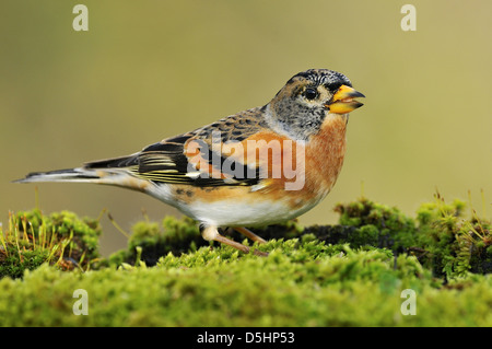 Bergfink (Fringilla Montifringilla), männliche. Macho de Pinzón Real. Stockfoto