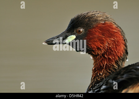 Wenig Grebe (Tachybaptus Ruficollis), Portrait. Stockfoto