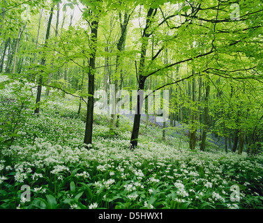 Wilder Knoblauch und Glockenblumen, Wales, GB Stockfoto