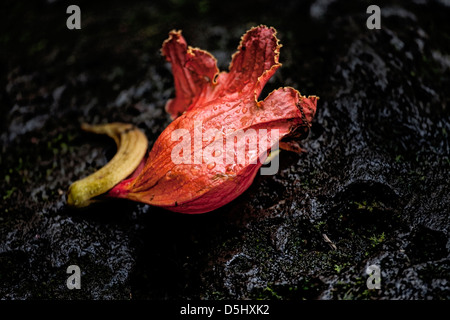 Die Blume aus einem afrikanischen Tulpenbaum ruht auf vulkanischem Gestein. Stockfoto