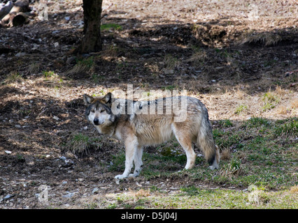 Mexikanische Gray Wolf el Lobo Canis Lupus baileyi Stockfoto