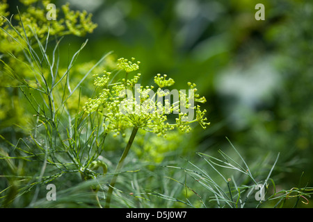 Bund frischen Dill im Garten wächst Stockfoto