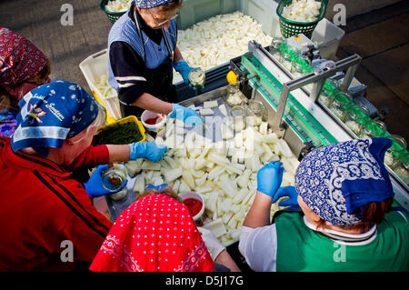 Frauen setzen Senf Gurken in Gläser Spreewaldmueller GmbH & Co. kg in Lübbenau, Deutschland, 21. September 2012. An vielen Orten im Spreewald ist Produktion noch von hand durchgeführt. Mitarbeiter des Familienunternehmens Spreewaldmueller füllen rund 4.000 Gläser komplett per Hand jeden Tag. Foto: Patrick Pleul Stockfoto