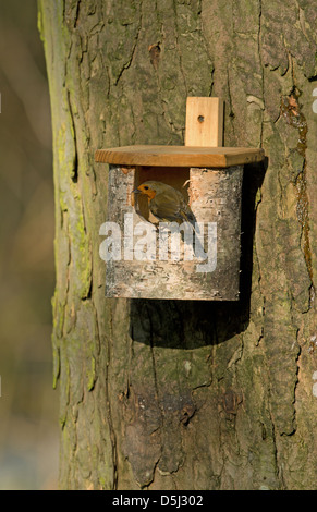 Rotkehlchen im Nistkasten Stockfoto