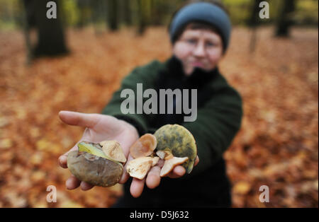 Eine Frau präsentiert gesammelten Pilze in einem Wald in der Nähe von Sehnde, Deutschland, 7. November 2012. Die Ende 2012 Pilzsaison für Pilz-Enthusiasten auf Avarage Aufarbeitung der Hochsaison ab August bis Ende Oktober, endend mit viel zu trocken Wetter und Sommer welche abgedrückt um nass zu werden. Foto: Julian Stratenschulte Stockfoto