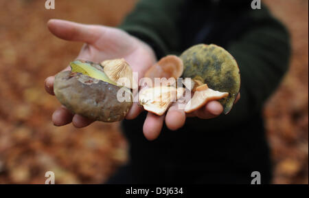 Eine Frau präsentiert gesammelten Pilze in einem Wald in der Nähe von Sehnde, Deutschland, 7. November 2012. Die Ende 2012 Pilzsaison für Pilz-Enthusiasten auf Avarage Aufarbeitung der Hochsaison ab August bis Ende Oktober, endend mit viel zu trocken Wetter und Sommer welche abgedrückt um nass zu werden. Foto: Julian Stratenschulte Stockfoto