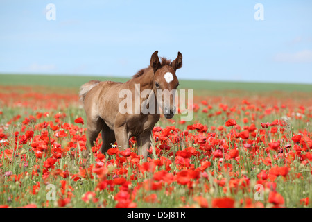 Kastanien-arabischen Fohlen freilaufender in roten Mohnfeld Stockfoto