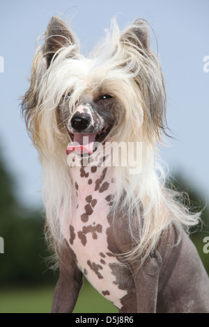 Porträt des chinesischen Schopfhundes Stockfoto