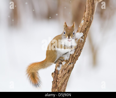 Lustige nordamerikanische rote Eichhörnchen im winter Stockfoto