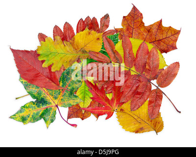 Verschiedene Blätter in Farben des Herbstes in weiß Stockfoto