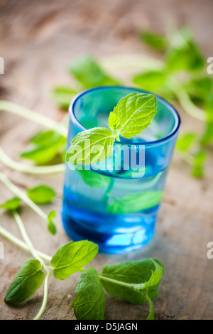 Reihe von frischer Minze im Glas blau Stockfoto