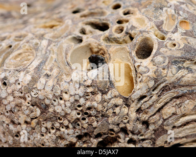 Liefern Sie Wurmlöcher (Teredo Navalis) in versteinertem Holz. auch bekannt als Naval Missmanagement, Atlantic Missmanagement, große Bohrmuschel Stockfoto