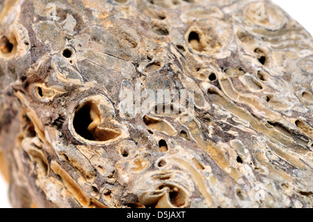 Liefern Sie Wurmlöcher (Teredo Navalis) in versteinertem Holz. auch bekannt als Naval Missmanagement, Atlantic Missmanagement, große Bohrmuschel Stockfoto