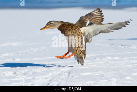 Weibliche Stockente Landung im winter Stockfoto