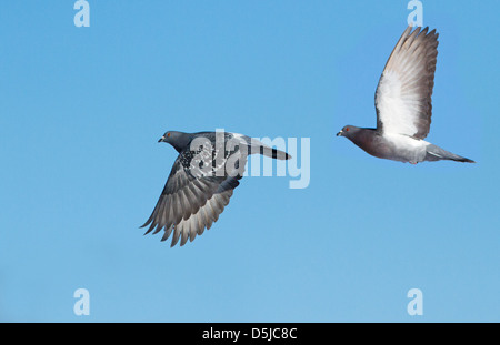 Rock Tauben (Columba Livia) im Flug. Stockfoto