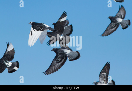 Rock Tauben (Columba Livia) im Flug. Stockfoto