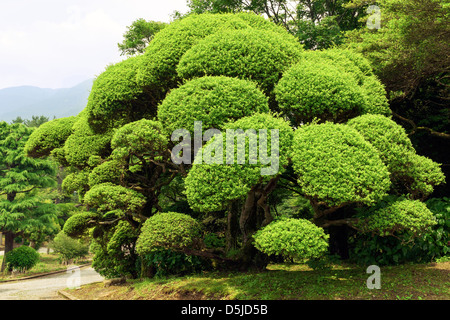 gut geschnitten und angeordneten grünen Busch im japanischen Garten Stockfoto