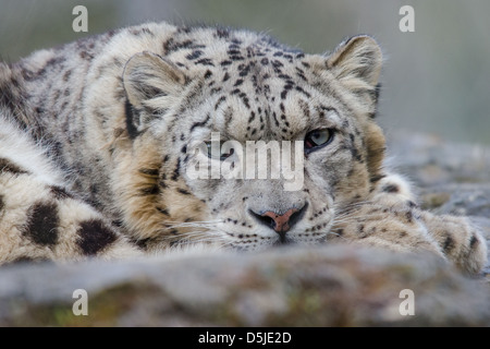 Snow Leopard Blickkontakt Stockfoto
