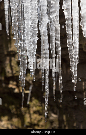 Eiszapfen in Clydach Schlucht, Wales, Großbritannien Stockfoto