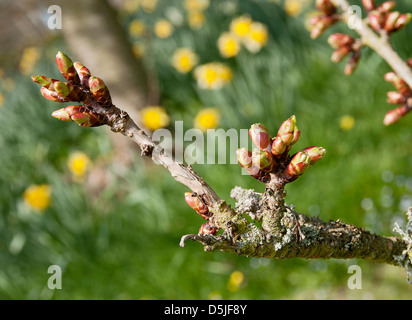 Blattknospen platzt im Frühling geöffnet Stockfoto