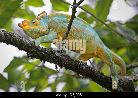 Männliche Parson Chamäleon (Calumma Parsonii) in einem Baum in Ranomafana, Madagaskar gefährdet. Stockfoto