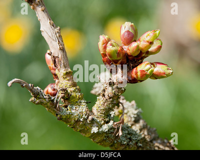 Blattknospen platzt im Frühling geöffnet Stockfoto