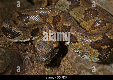 Madagassischen oder Madagaskar Tree Boa (Boa Manditra oder Sanzinia Madagascariensis) Makro von Kopf und Körper im Regenwald von Ranomafana. Stockfoto