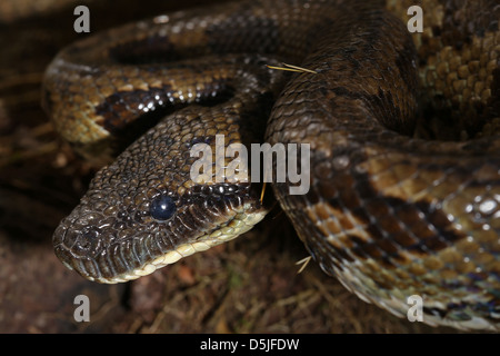 Madagassischen oder Madagaskar Tree Boa (Boa Manditra oder Sanzinia Madagascariensis) Makro von Kopf und Körper im Regenwald von Ranomafana. Stockfoto