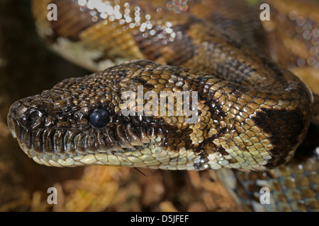 Madagassischen oder Madagaskar Tree Boa (Boa Manditra oder Sanzinia Madagascariensis) Makro von Kopf und Körper im Regenwald von Ranomafana. Stockfoto