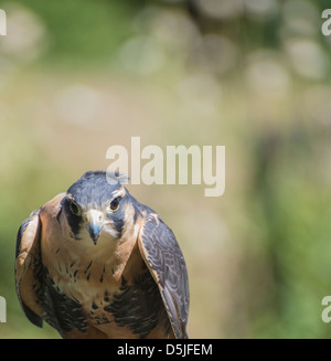 Habicht mit dem tiefen Interesse direkt in die Kamera schauen. Stockfoto