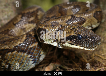 Madagassischen oder Madagaskar Tree Boa (Boa Manditra oder Sanzinia Madagascariensis) Makro von Kopf und Körper im Regenwald von Ranomafana. Stockfoto